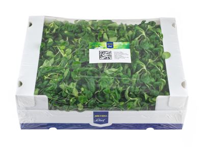1KG MC MATOVILAC KL I
