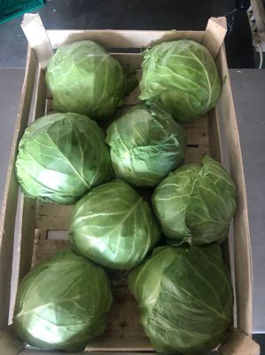 KUPUS MLADI- KG