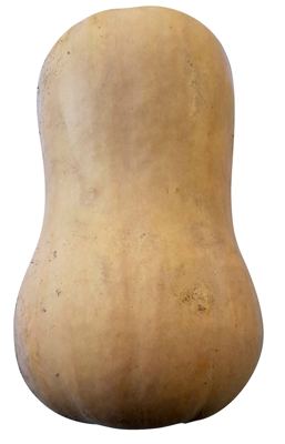 Tikva butternut