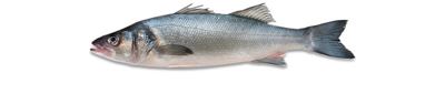Brancin očišćeni LL 330-500 g