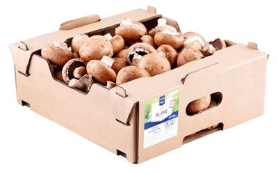 2KG MC ZLATNI ŠAMPINJONI