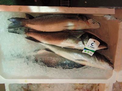 BIO BRANCIN 300/600