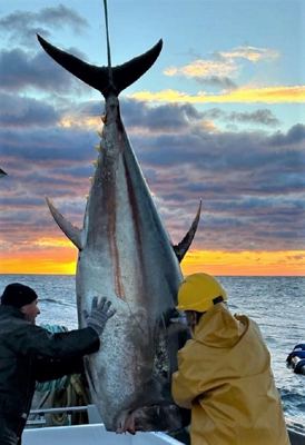 PLAVOPERAJNA TUNA PELAGOS ULOV