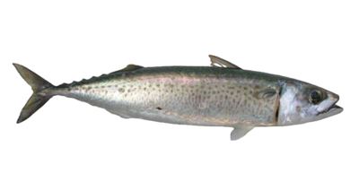 LOKARDA PELAGOS