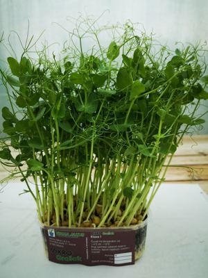 300G MIKROZELENJE GRAŠAK