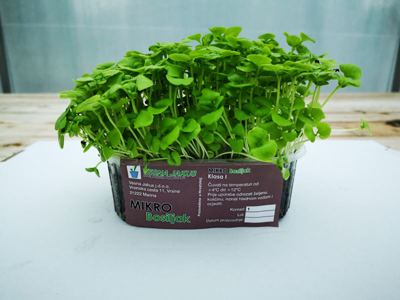 300G MIKROZELENJE BOSILJAK
