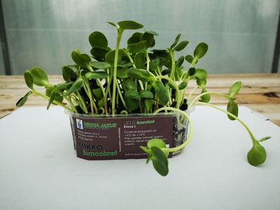 300G MIKROZELENJE SUNCOKRET
