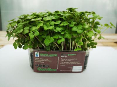 300G MIKROZELENJE GORUŠICA