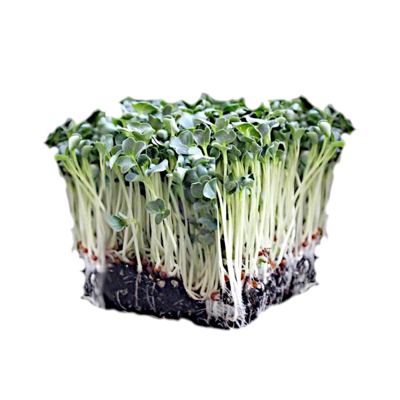 MICROGREENS ROTKVICA DAIKON