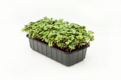 MICROGREENS ROTKVICA ROZA