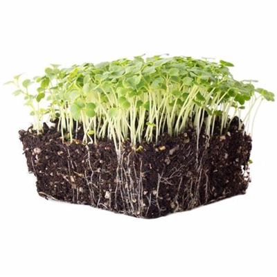 MICROGREENS GORUŠČICA