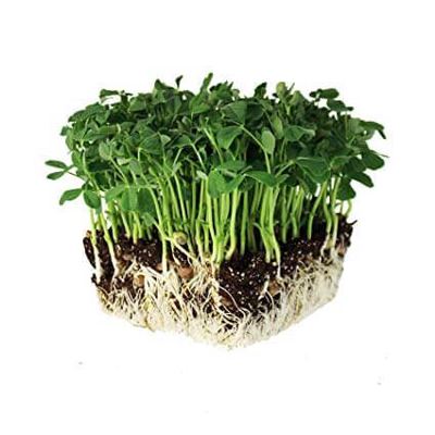 MICROGREENS GRAŠAK