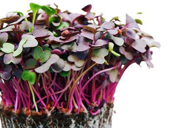 MICROGREENS KUPUS CRVENI