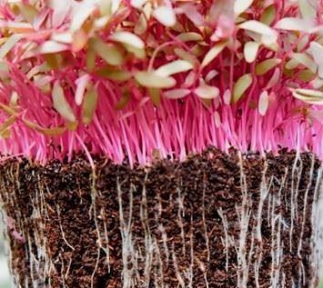 MICROGREENS KUPUS CRVENI ŽIVI