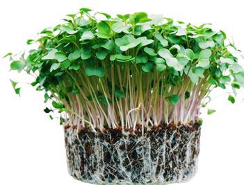 MICROGREENS BROKULA ŽIVI