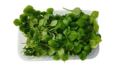 200G POTOČARKA