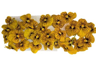 10G TIGROVO OKO