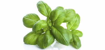 200G BOSILJAK