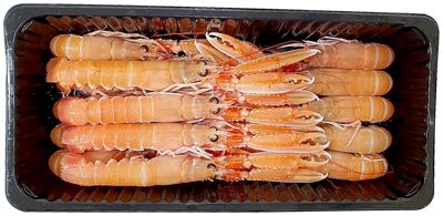 700G SEACON ŠKAMPI 13-16