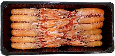 700G SEACON ŠKAMPI 21-30