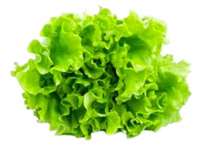 SALATA PUTARICA kom