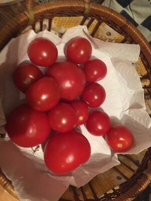 Rajčica mini roma 500g